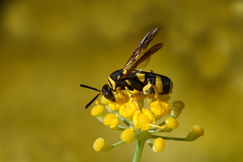 Femmina di Leucospis dorsigera